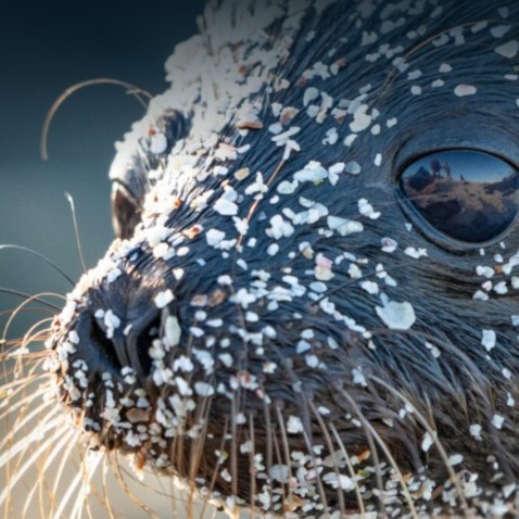 Sea Legacy